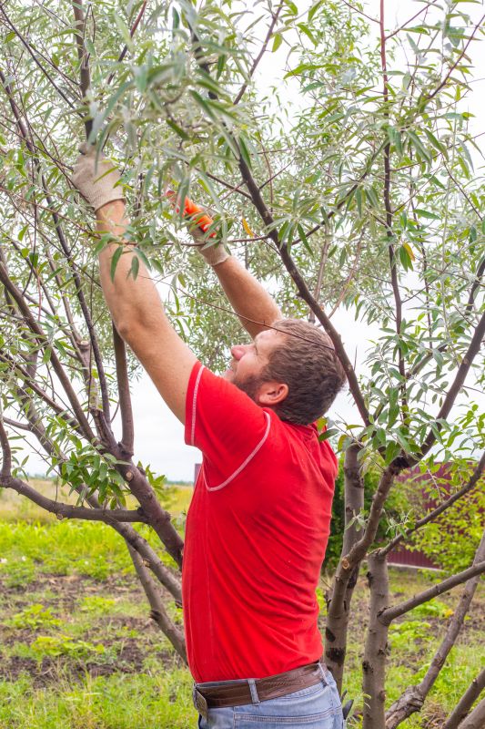 Pear Tree Pruning in Reno, NV