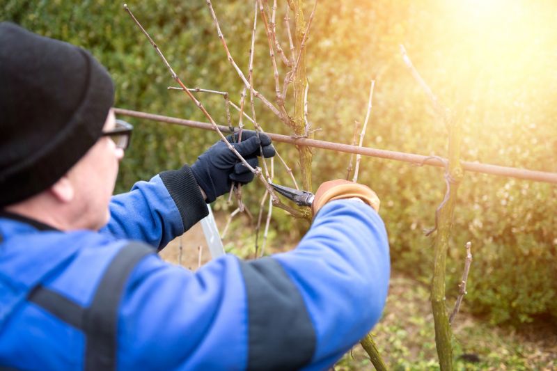 Local Vine Pruning pros at work