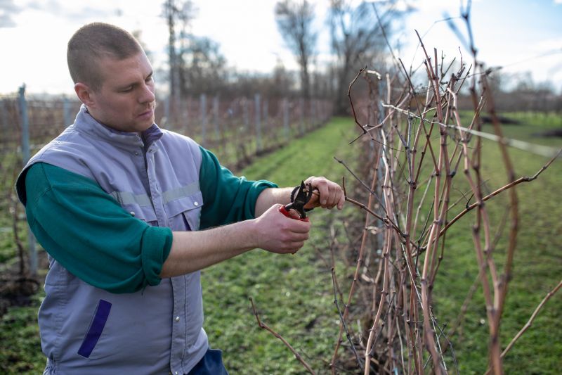 Contact About Vine Pruning