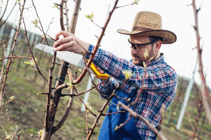 Vine Pruning