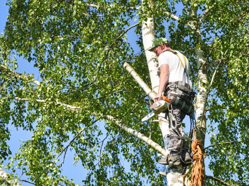 Birch Tree Removal in Reno, NV