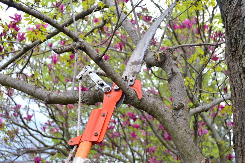 Canopy Pruning in Pottstown, PA