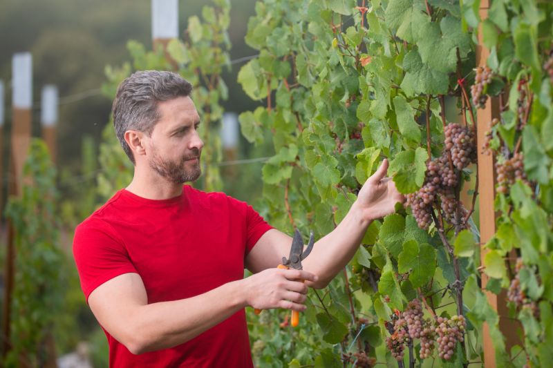 Vine Pruning
