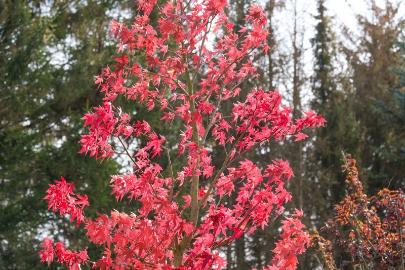 Japanese Maple Pruning in Reno, NV