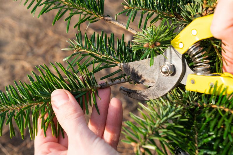 Pine Tree Trimming in Doylestown, PA