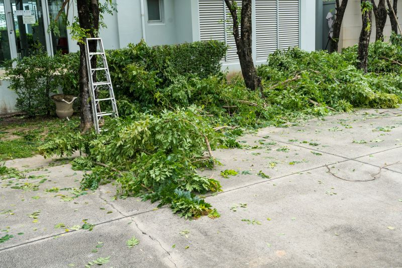 Spruce Tree Removal in Pottstown, PA
