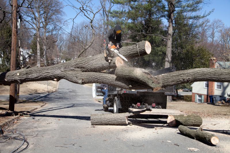 Spruce Tree Removal in Pottstown, PA