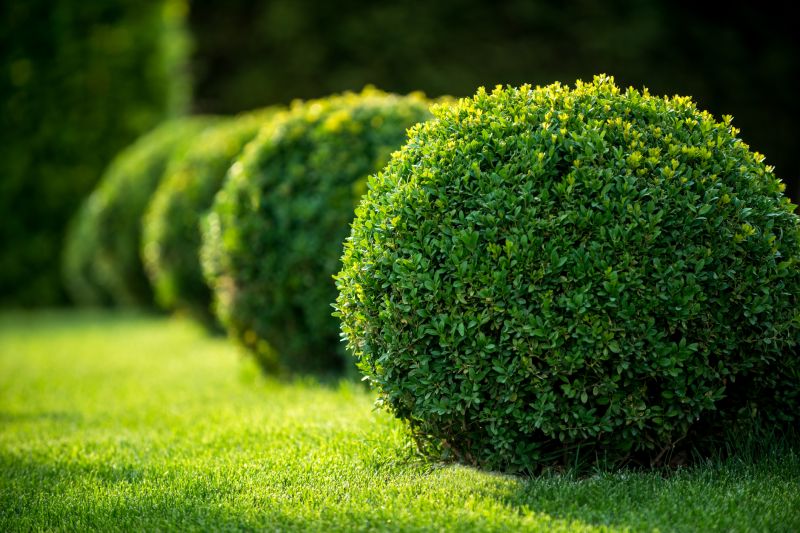Topiary Shaping in Aiken, SC