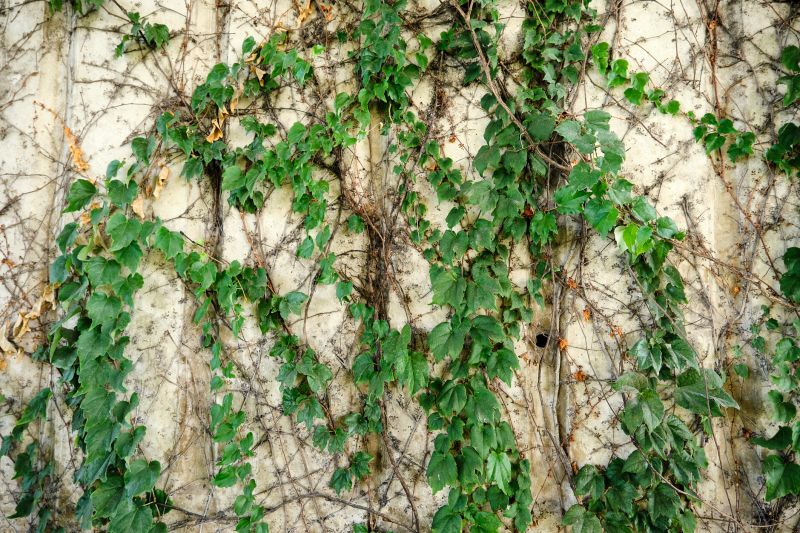 Vine Pruning
