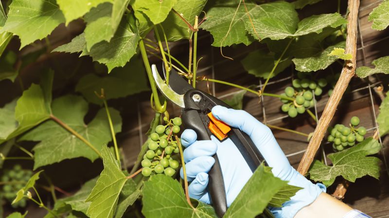 Vine Pruning