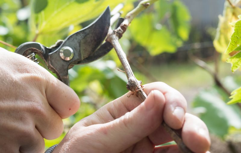 Vine Pruning