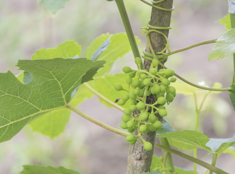 Promote Healthy Growth With Professional Vine Pruning!